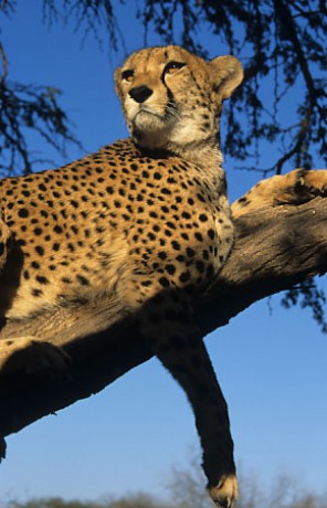622_gepard-16-cheetah