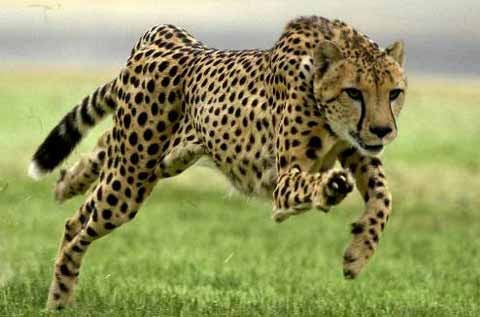 gepard